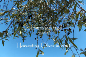 Raccolta delle olive Agriturismo L'Alboreto Salvatico Marche
